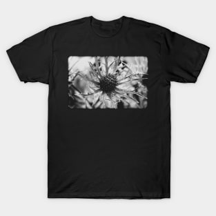 Vintage sea holly on a black and white film T-Shirt